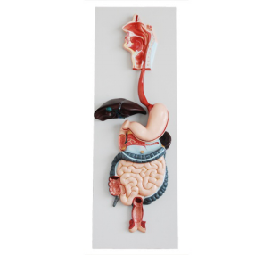 The digestive system model